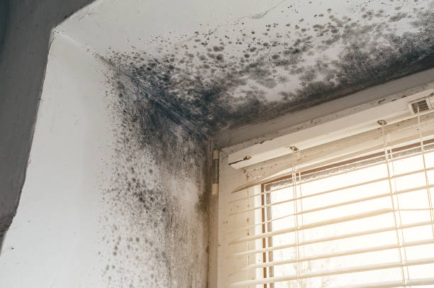 Affordable Mold Removal solutions in Fayetteville, NC